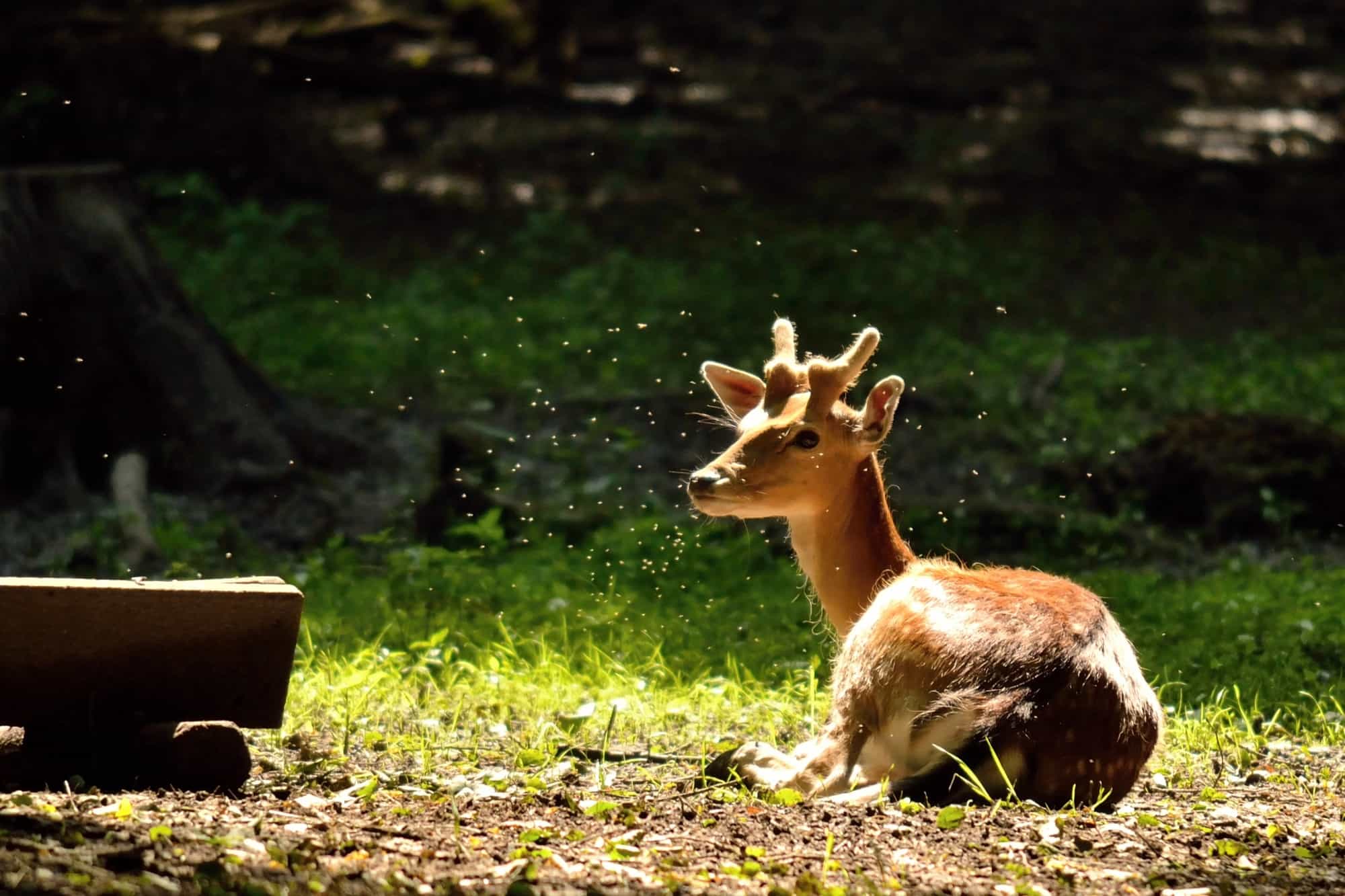 Deer-Resistant Landscaping and Hardscape Pairings for Princeton-Area Yards